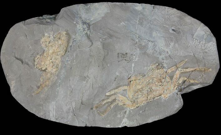 Two Miocene Fossil Crabs (Styrioplax?) - Pohorje, Slovenia #130188